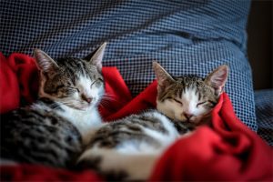 Helpful tips for moving with pets